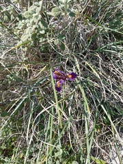 Iris unguicularis cretensis