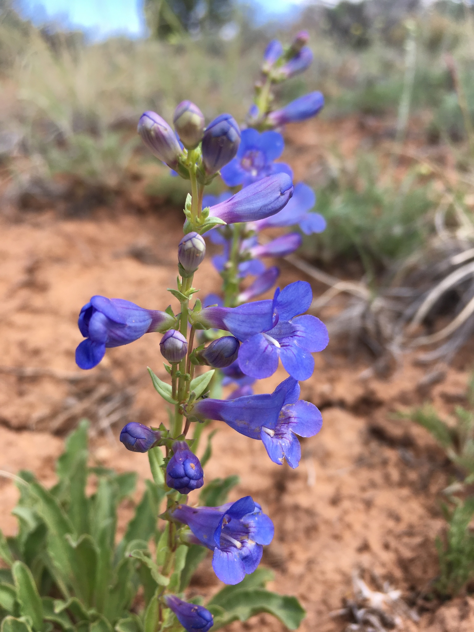 Penstemon cyanocaulis