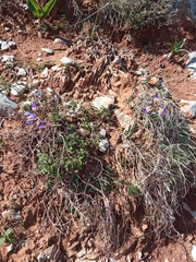 Iris unguicularis cretensis