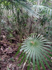 Coccothrinax