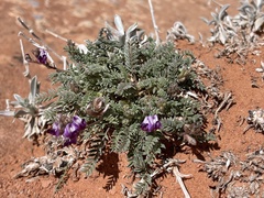 Astragalus desperatus
