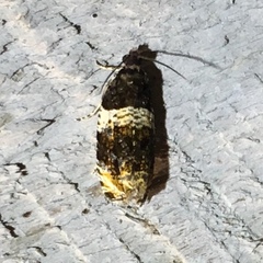 Olethreutes fasciatana