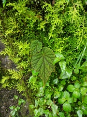 Begonia fimbristipula