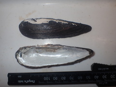 Lanceolaria oxyrhyncha