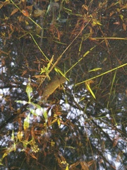 Hypselotriton cyanurus