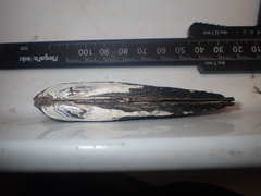 Lanceolaria oxyrhyncha