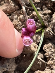 Allium scilloides