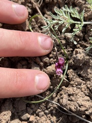 Allium scilloides