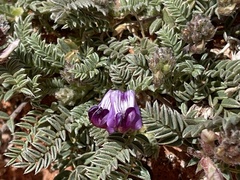 Astragalus desperatus