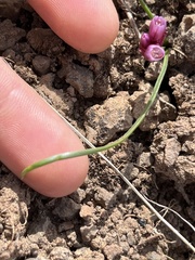 Allium scilloides