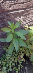 Cestrum parqui