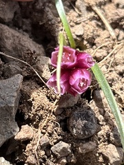 Allium scilloides