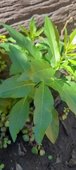 Cestrum parqui