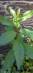 Cestrum parqui
