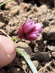 Allium scilloides