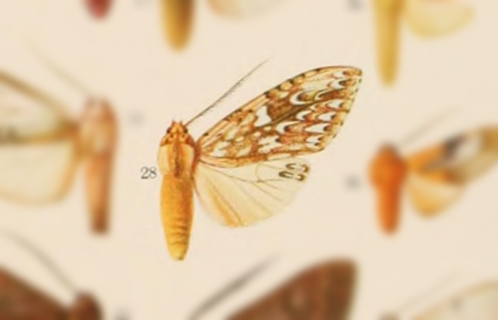 Leucanopsis nubilosus