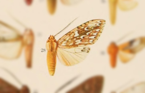 Leucanopsis nubilosus