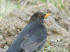 Turdus merula
