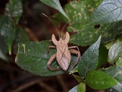 Molipteryx hardwickii