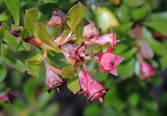 Escallonia virgata