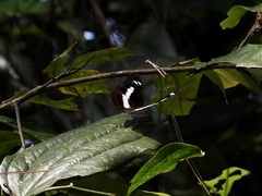 Limenitidini