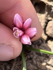 Allium scilloides