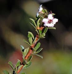 Escallonia virgata