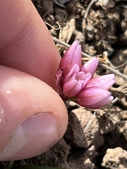 Allium scilloides