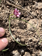 Allium scilloides