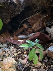 Excoecaria agallocha