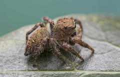 Nigorella hirsuta