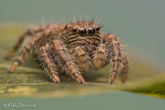 Nigorella hirsuta