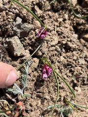 Allium scilloides