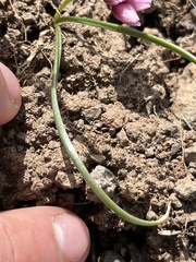 Allium scilloides
