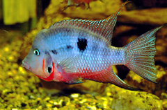 Firemouth Cichlid photo 2