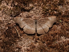 Laringa horsfieldii