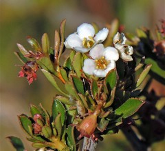 Escallonia virgata