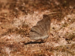 Laringa horsfieldii