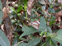 Abisara neophron