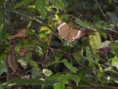 Abisara neophron