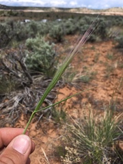Elymus elymoides elymoides