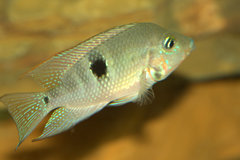 Firemouth Cichlid photo 3