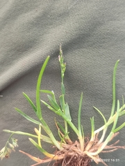 Poa annua