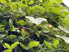 Passiflora foetida