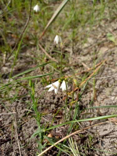 Image of Acis trichophylla by (c) Duarte Frade, some rights reserved (CC BY)