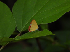 Heliophorus epicles