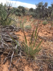 Elymus elymoides elymoides