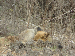 Vulpes vulpes