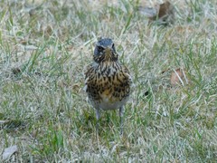 Turdus pilaris