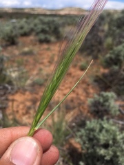 Elymus elymoides elymoides
